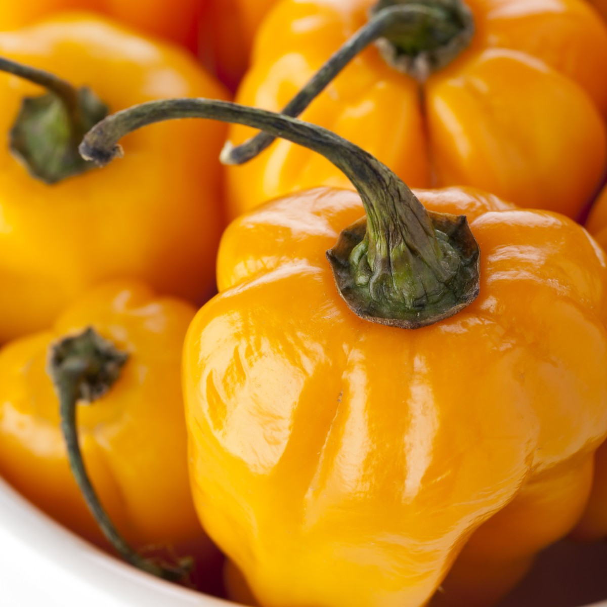 Chilli Scotch bonnet oranžové - Capsicum chinense - semena chilli - 6 ks