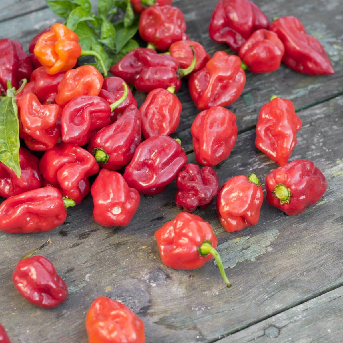 Chilli Trinidad - Capsicum chinense - semena - 6 ks