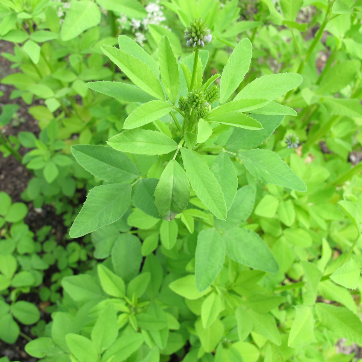 Pískavice modrá - Trigonella caerulea - semena - 1,5 gr