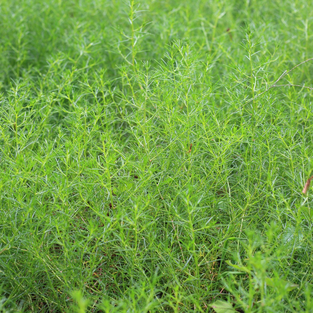 Slanobýl Osaka - Salsola komarovii - semena slanobýlu - 50 ks