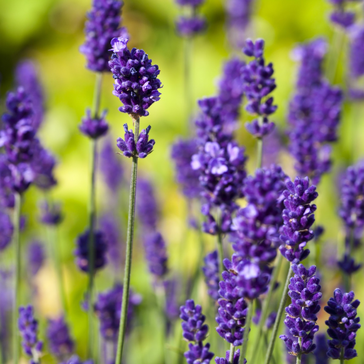 Levandule lékařská Lavance Speciál - Lavandula angustifolia - semena - 15 ks