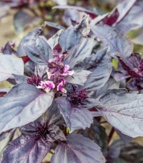 Bazalka červená Chianti - Ocimum basilicum - semena bazalky - 130 ks