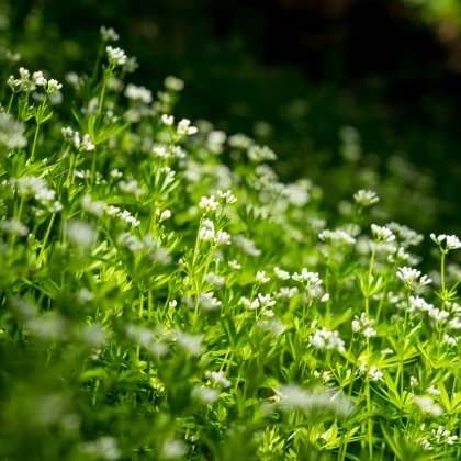 Mařinka vonná - Asperula odorata - semena mařinky - 6 ks