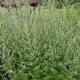 Pelyněk Černobýl - Artemisia vulgaris - semena pelyňku - 130 ks