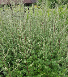 Pelyněk Černobýl - Artemisia vulgaris - semena - 0,01 g