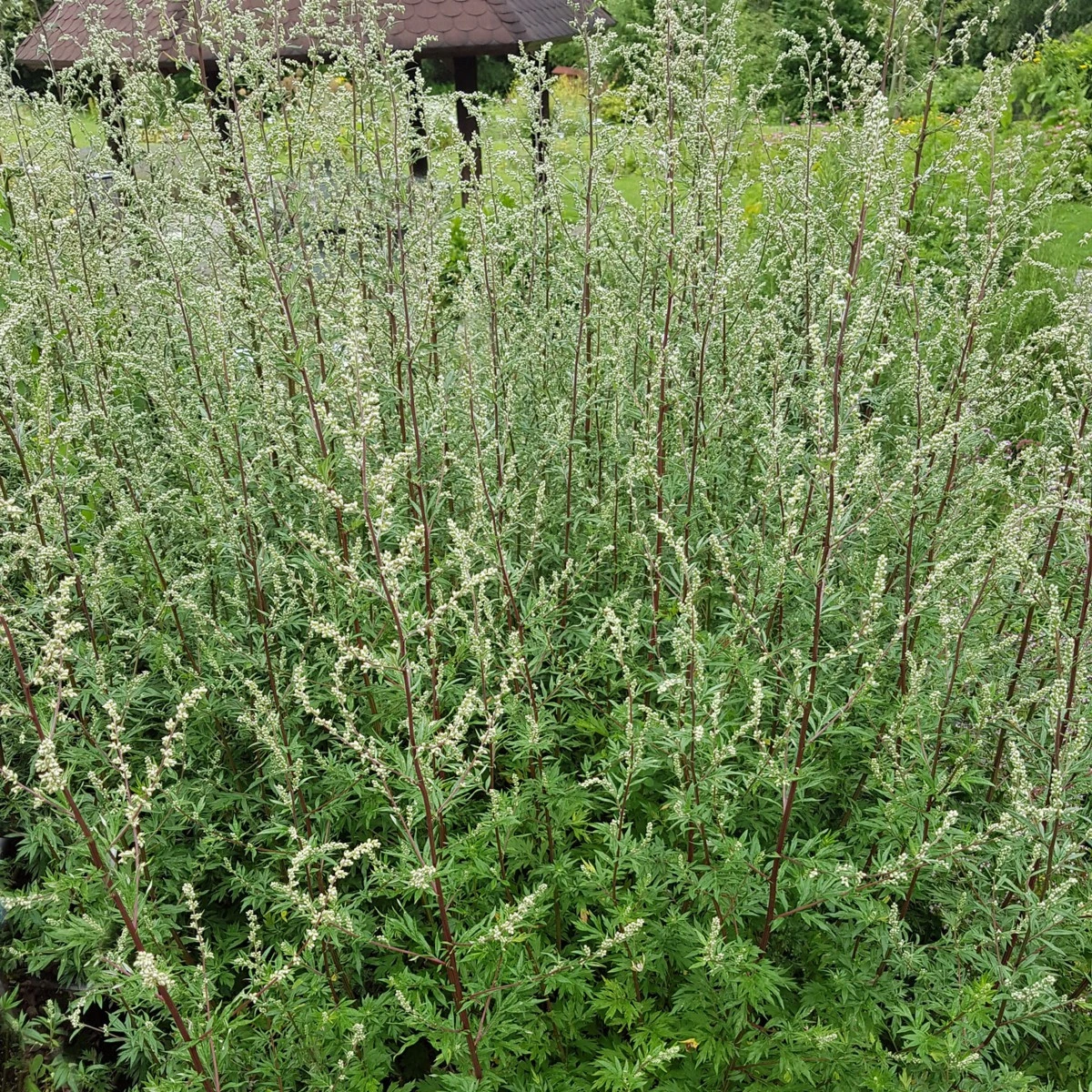Pelyněk Černobýl - Artemisia vulgaris - semena pelyňku - 130 ks