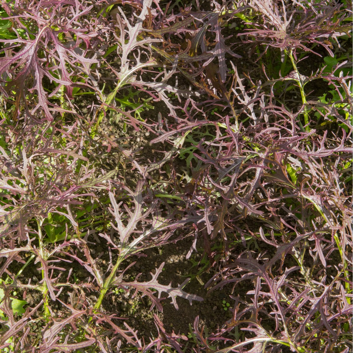 Mizuna Červený Devil F1 - japonská hořčice - Brassica campestris Japonica - semena - 0,02 g