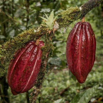 Kakaovník pravý červený - Theobroma cacao - semena - 5 ks