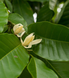 Magnólie champaca - Magnolia champaca - semena - 5 ks