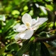 Magnólie velkokvětá - Magnolia grandiflora - semena magnólie - 5 ks
