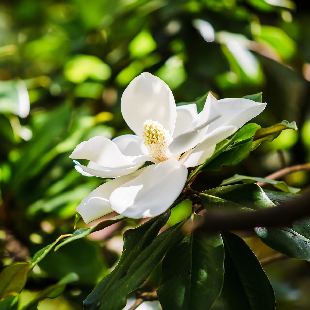 Magnólie velkokvětá - Magnolia grandiflora - semena - 5 ks