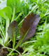 Mix aromatických salátů - semena salátu - 60 ks