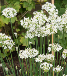 Pažitka česneková - Allium tuberosum - semena pažitky - 200 ks
