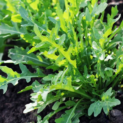 BIO rukola - bio semena rukoly - 50 ks