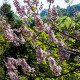 Paulovnie plstnatá - Paulownia tomentosa - semena paulovnie - 15 ks