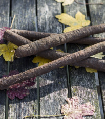 Černý kořen Meres - Scorzonera hispanica - semena černého kořene - 30 ks