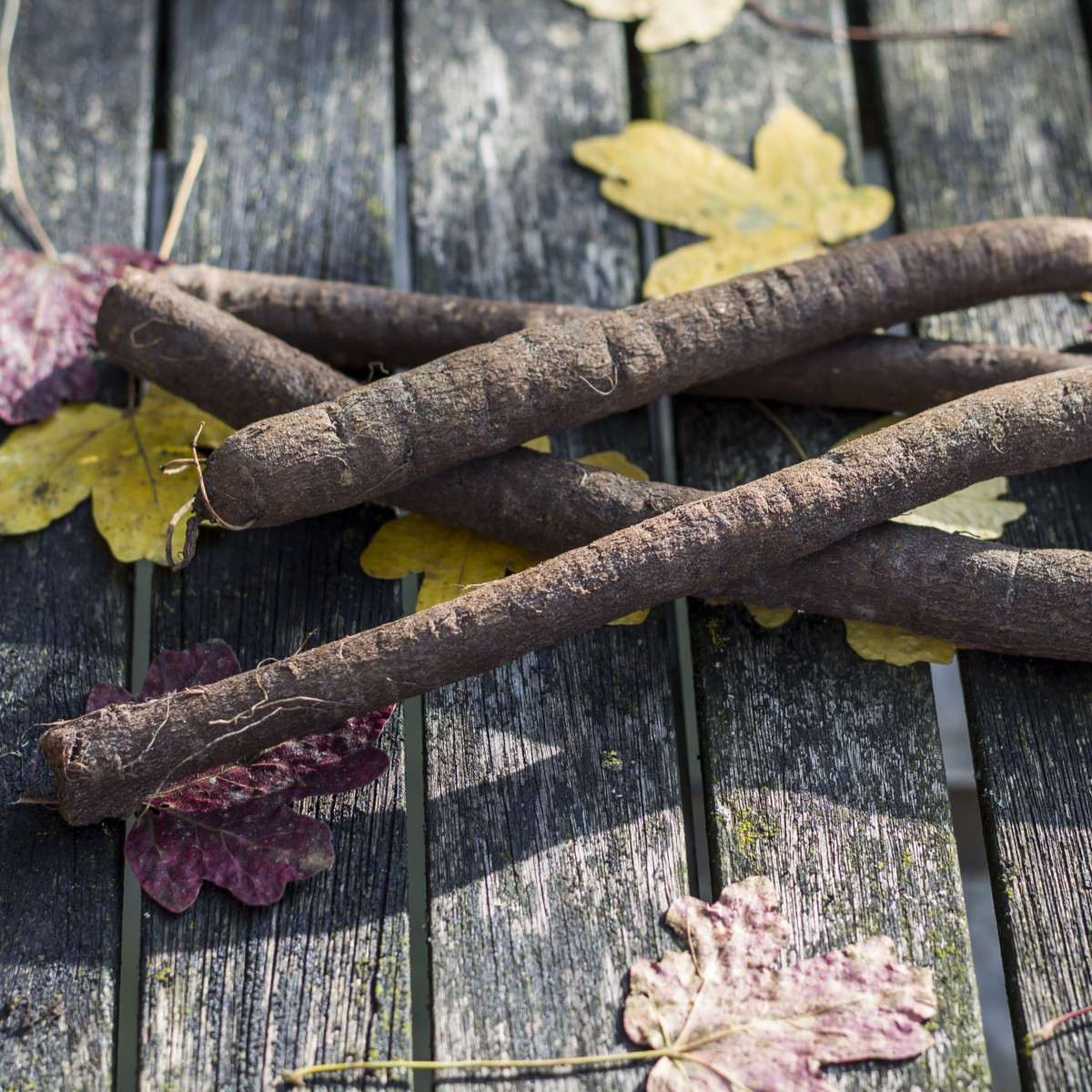Černý kořen Meres - Scorzonera hispanica - semena černého kořene - 30 ks