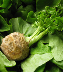 Celer bulvový Mars - Apium graveolens - semena - 20 Ks