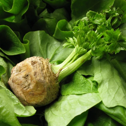 Celer bulvový Mars - Apium graveolens - semena - 20 Ks