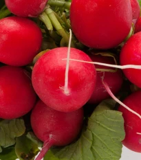 Ředkvička Sora - Raphanus sativus - semena ředkvičky - 100 ks