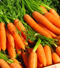 Mrkev F1 Laguna raná - Daucus carota - semena - 50 ks