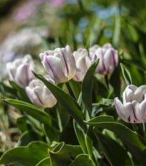 Tulipán Flaming Flag - Tulipa - cibuloviny - 3 ks