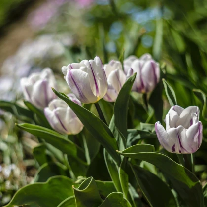 Tulipán Flaming Flag - Tulipa - cibuloviny - 3 ks