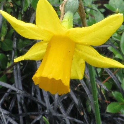 Narcis Tamara - cibuloviny - 3 ks