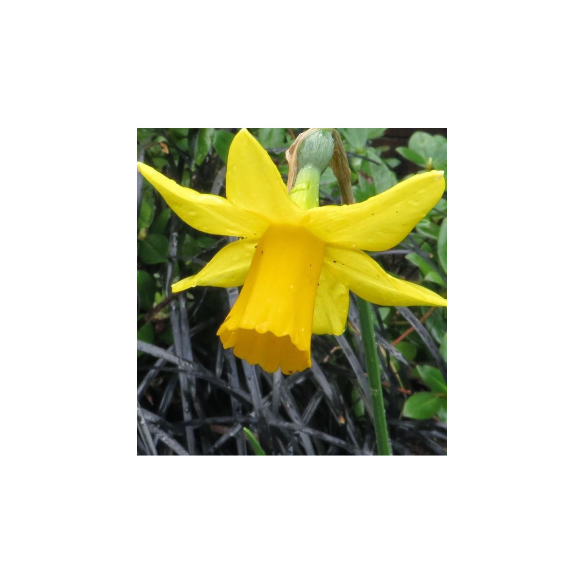 Narcis Tamara - cibuloviny - 3 ks