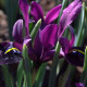 Kosatec síťkovaný George - Iris reticulata - cibuloviny - 3 ks