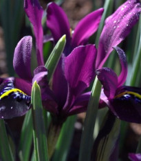 kosatec skovan George - Iris reticulata George