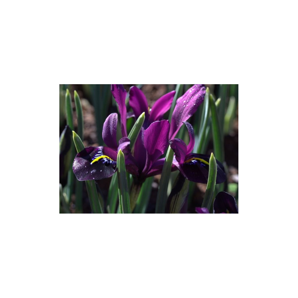 Kosatec síťkovaný George - Iris reticulata - cibuloviny - 3 ks