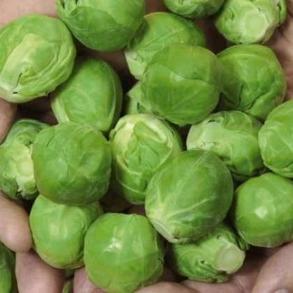 Kapusta růžičková Hilds Ideal - Brassica oleracea - semena - 0,5 gr