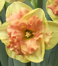 Narcis Vanilla Peach - prodej narcisů - cibuloviny - 3 ks