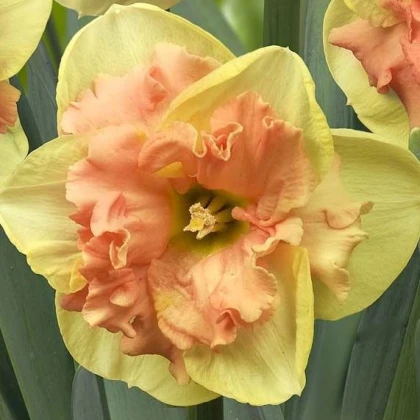 Narcis Vanilla Peach - prodej narcisů - cibuloviny - 3 ks