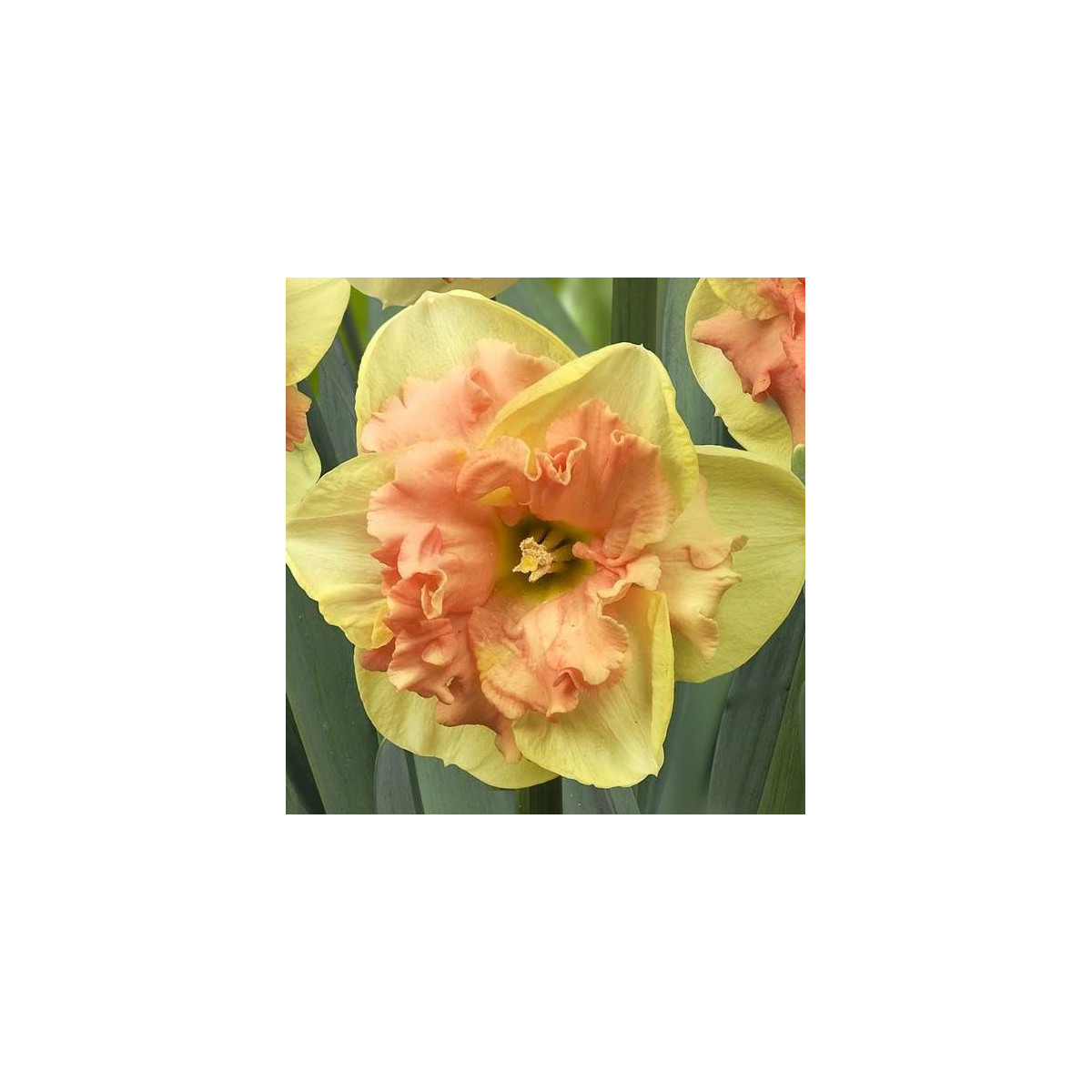 Narcis Vanilla Peach - prodej narcisů - cibuloviny - 3 ks