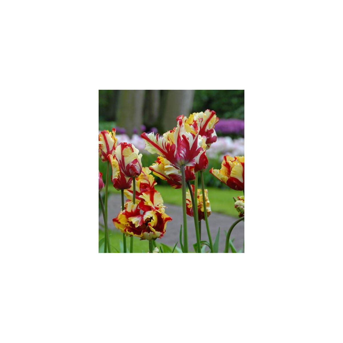 Tulipán Flamming Parrot - Tulipa - cibule tulipánu - 3 ks