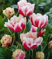 Tulipán Toplips - cibuloviny - 3 ks