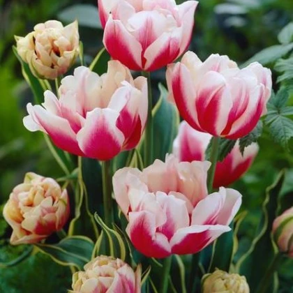 Tulipán Toplips - cibuloviny - 3 ks