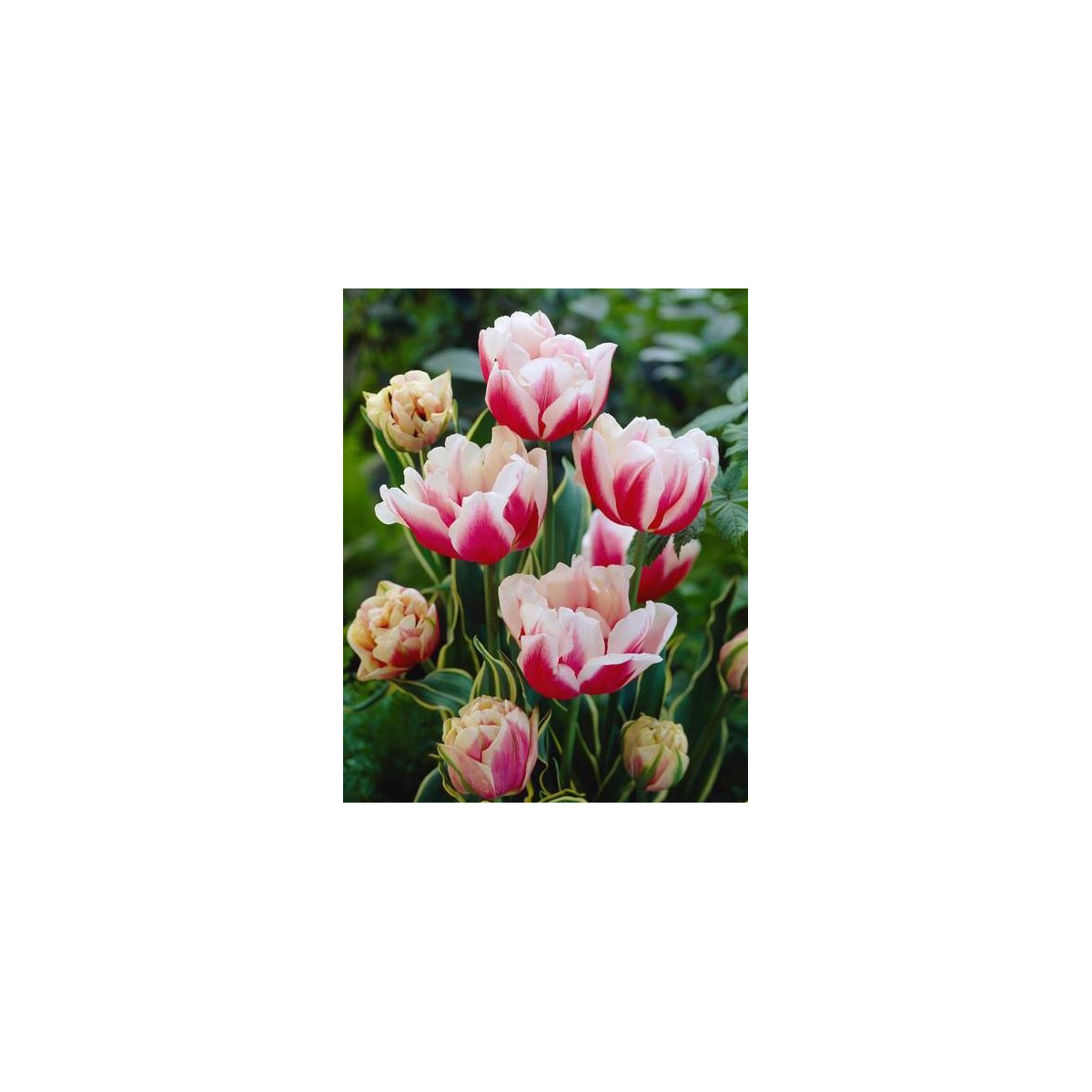 Tulipán Toplips - cibuloviny - 3 ks