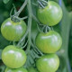 Rajče Limetto F1 - Lycopersicon esculentum - semena rajčete - 5 ks