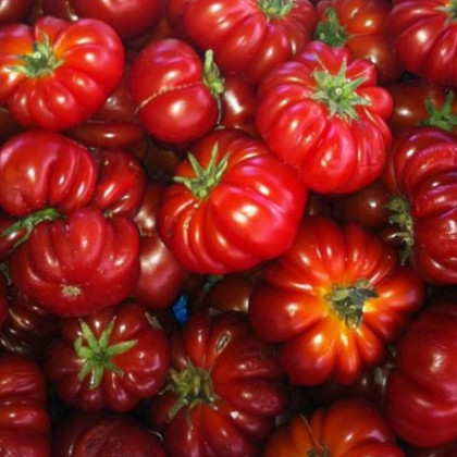 Dobra semena rajčata