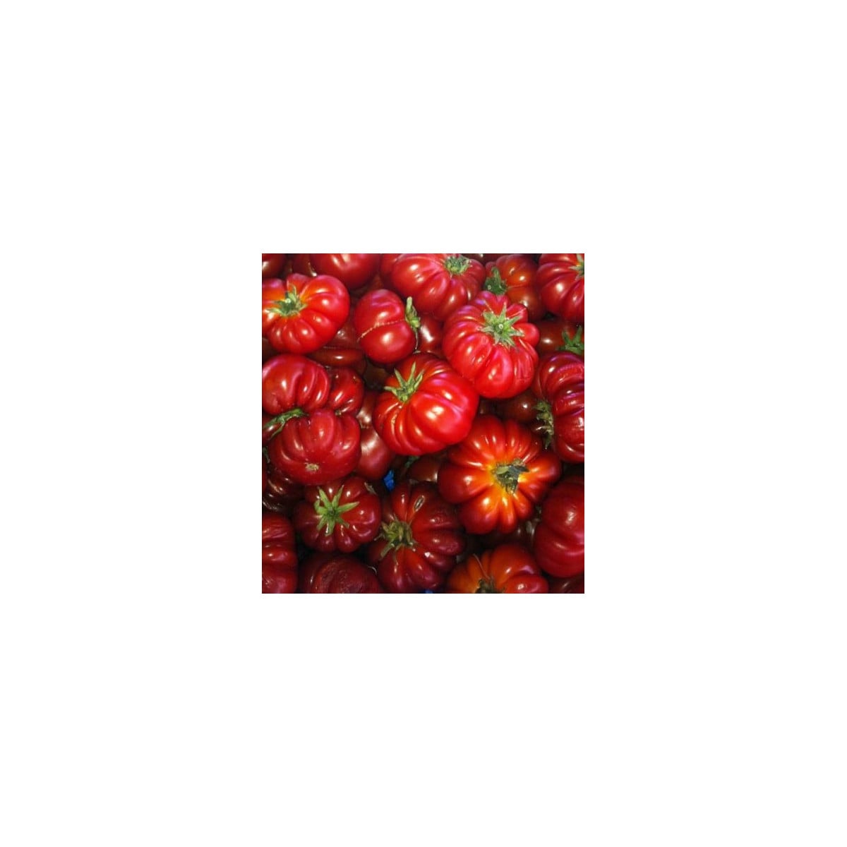 Rajče Costoluto Fiorentino - Solanum lycopersicum - semena - 7 ks