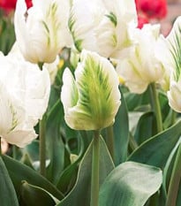 Tulipán - White Rebel - holandské tulipány - 3 ks
