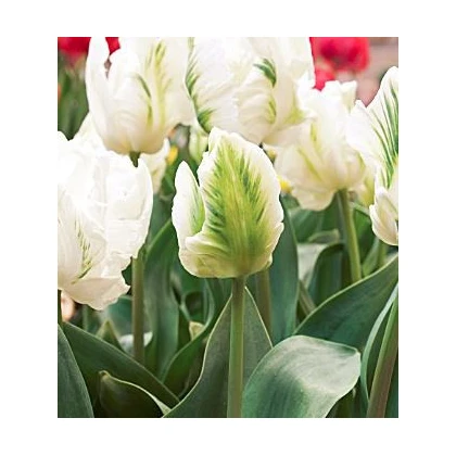 Tulipán - White Rebel - holandské tulipány - 3 ks