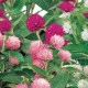 Pestrovka kulovitá směs barev - Gomphrena globosa - semena pestrovky - 35 ks