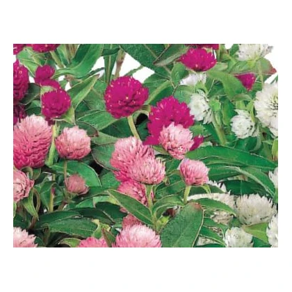 Pestrovka kulovitá směs barev - Gomphrena globosa - semena pestrovky - 35 ks