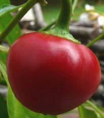 Chilli Pimento - Capsicum sinense - semena chilli - 6 ks