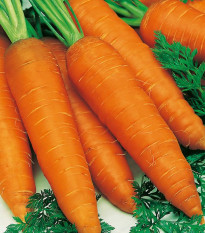 Mrkev Autumn King 2 - Daucus carota - semena - 0,4 g