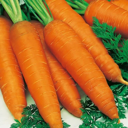 Mrkev Autumn King 2 - Daucus carota - semena - 0,4 g